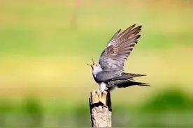 【散文】杜鹃啼血‖汪古翔图片