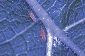 常见桑树虫害的识别及防治之桑蓟马图片