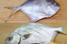 买鲳鱼时，分清银鲳鱼和金鲳鱼，口感区别大，弄懂了再买图片