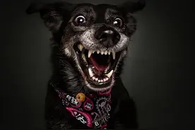 老一辈人说：千万不能养“黑狗”，原因有这些图片