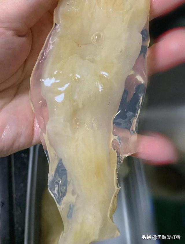 鱼胶用温水还是冷水泡 2026年鱼胶用冷水泡吗