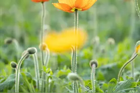 盘点7种“不吉利”的花，再漂亮也别在室内养，会影响健康图片