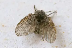 卫生间小飞虫的危害程度超乎你的想象，它究竟是啥？该如何消灭？图片