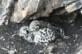 2008年新疆牧民捡两“猫崽”，越喂越不像猫，专家检查后发现端倪图片