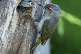 长白山原始森林里传来神秘的梆敲声，原来是啄木鸟正在“叩诊”治疗病树图片