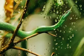 惊魂未定！2.4米长眼镜王蛇现身家中......图片