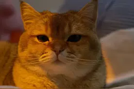 “外卖小哥”半夜偷猫，结果让人大跌眼镜…图片