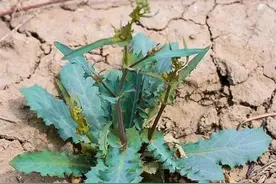 苦碟子的成分及主要用途图片