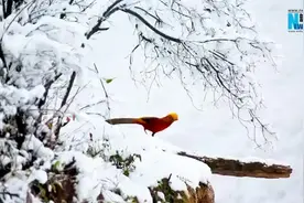 （视频）@太原人！雪地中的红腹锦鸡美如国画图片