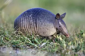 外壳能挡子弹的犰狳，却被吃的濒临灭绝，如今为何令人谈之色变？图片