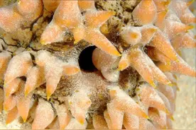 海参为什么要长几百个肛门？图片