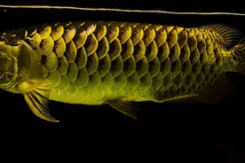 「视觉盛宴」大神的龙鱼霸气混养，赶紧进来撸鱼图片