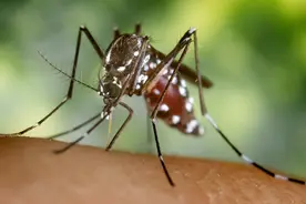 发现没有，今年的蚊子好像变少了？你知道这是为什么吗？图片