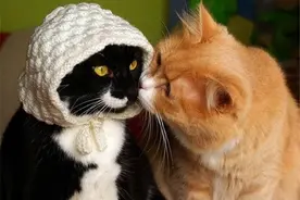 搞笑图集（六），来啵一个，伸舌头那种！图片