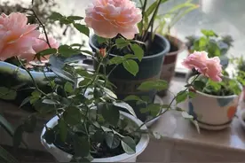 月季怎样换盆？图片