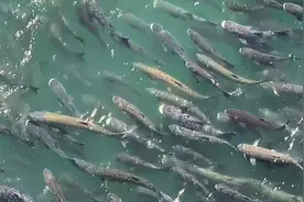 三峡坝区大鱼横行，大量“水老虎”引发担忧，专家：无须人为干预图片