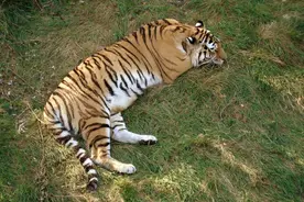 黑龙江一猛兽夜袭村庄，母牛护犊心切与之拼命，却被拍碎脊椎骨？图片