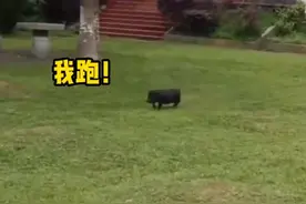 广西桂林 消防队养的小猪“越狱出逃”，蓝朋友上演一场抓猪大战图片