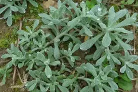 宁海麻糍：清明时节宁海人特有的味道图片