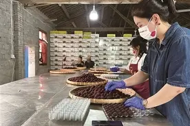 最快4小时至！快递物流企业火力全开为宁波杨梅运输提速图片