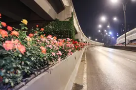 一路生花的杭式浪漫，饱含着“深夜花匠”的心力与付出图片