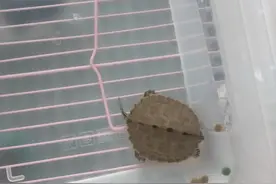 地图龟不吃食怎么办？图片