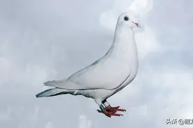 中国老一辈赛鸽名家们这样为信鸽做定向培育图片