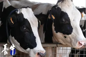 干奶牛需要更好的管理图片