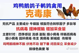 禽医张萍聊鸡感冒的症状与治疗图片