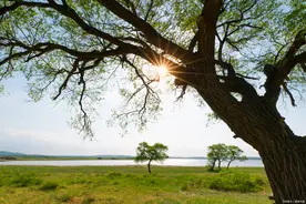 夏季除湿，五大妙招，横扫一身寒湿图片