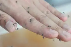 家里蚊子太多不用烦，教你小窍门，蚊子来多少灭多少，简单好用图片