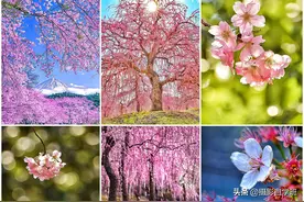 樱花梨花摄影技巧，用这5句摄影口诀，照片必须好看又震撼图片