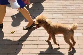 西安男子遛狗吓哭女孩，叫嚣狗比娃金贵，父亲提刀下楼：要你狗命图片