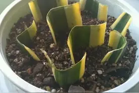 虎皮兰剪下来能直接插土里吗图片