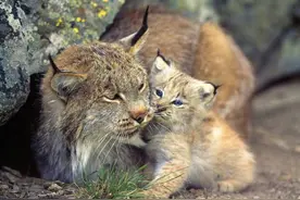 真实故事：牧民野外捡到2只山猫，越喂越不对劲差点把家底给喂光图片