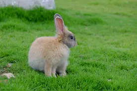 dead 是“死”，rabbit是“兔子”，那dead rabbit是什么意思？图片