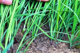 种植韭菜用什么肥料好？怎么用肥料才长得又壮又翠绿？赶紧学一学图片