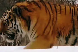 传奇虎王“独眼山君”！体重超300公斤，称霸东北虎豹公园已有8年图片