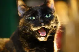 玳瑁猫是猫界女神？网友：我家公猫看见玳瑁猫就像被勾了魂一样！图片