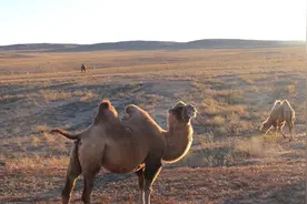 驼奶粉哪个品牌是正品，如何分辨真假驼奶粉图片