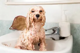 狗狗“毛发稀少”背后的几个原因，你可能都不知道图片