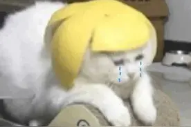 沙雕可爱表情包/在吗在吗在吗图片