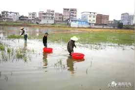 港南区小龙虾虾苗分塘养殖图片