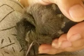 9年前女子救了一只鸟，3年后身患癌症，鸟飞回来救下她图片