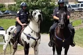 这些“巨型犬”很可怕，大到可以当马骑图片