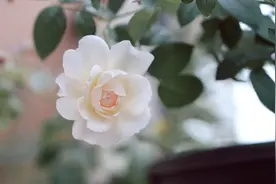 愿有一人，懂你悲欢，知你冷暖，倾其所有，护你周全图片