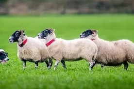 边牧有4种类型，看看你家是哪一种？| 边牧进化史03 派系传承图片