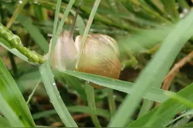 小蜗牛背着重重的壳，一步一步慢慢爬。图片