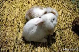 兔子为草食类动物，食物大致可以分三类，兔子吃什么？图片