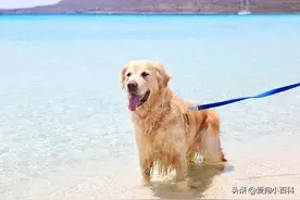 怎么养好拉布拉多犬图片